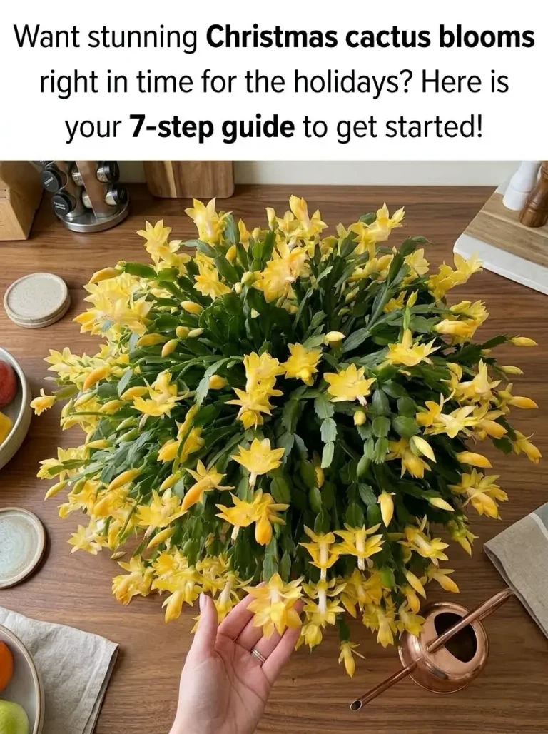 7 Easy Ways to Make Your Christmas Cactus Bloom Again