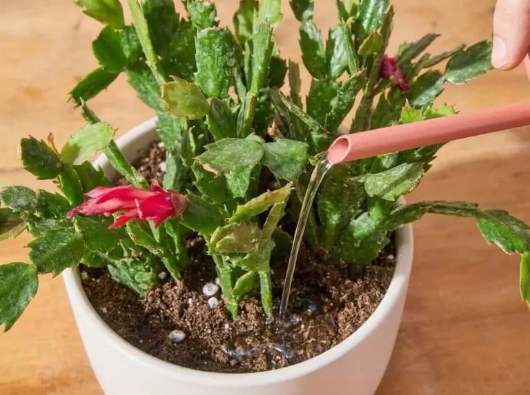 How to Fertilize Christmas Cactus for Maximum Blooms: Seasonal Feeding Schedule