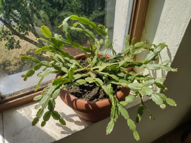 How Often to Water a Christmas Cactus: A Season-by-Season Schedule That Stops Root Rot